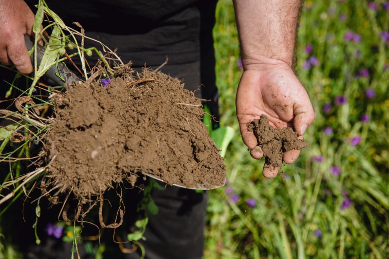Close-up of a farmer holding healthy soil in his hands