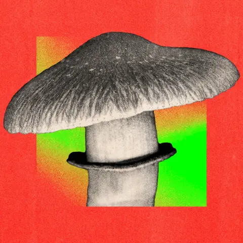 BBC A treated image of a magic mushroom