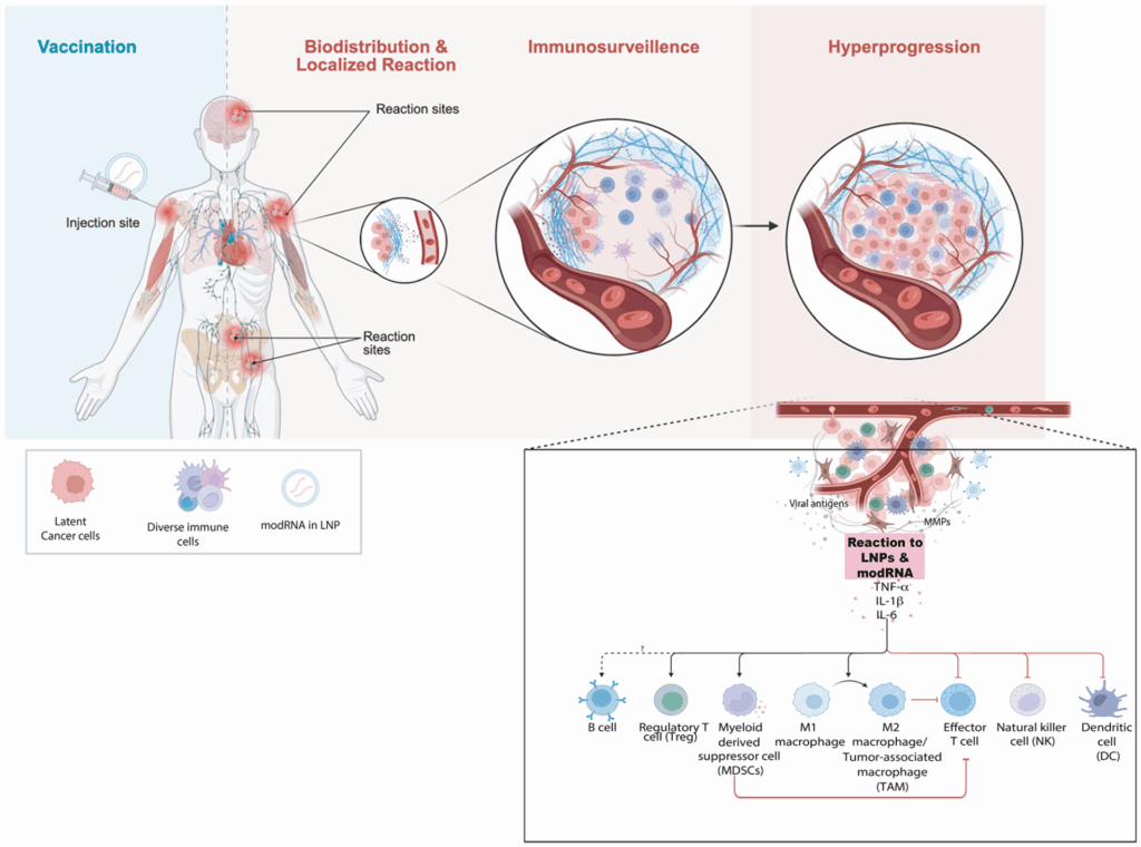 Diagram showing how vaccination leads to immune cell distribution and localized reactions, immunosurveillance of cancer cells, and, if hyperprogression occurs, increased tumor and immune cell activity, with a focus on immune cell involvement.